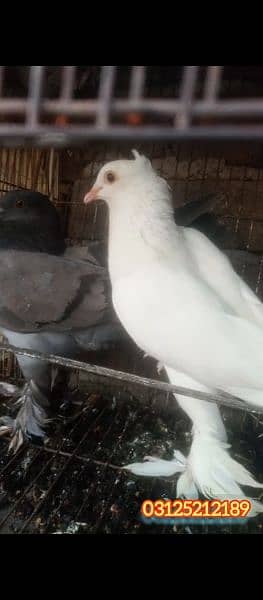 Fancy pigeon pair for sale 0