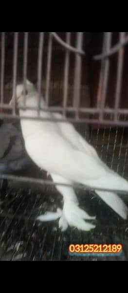 Fancy pigeon pair for sale 3