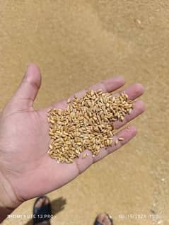 gandum wheat for sale