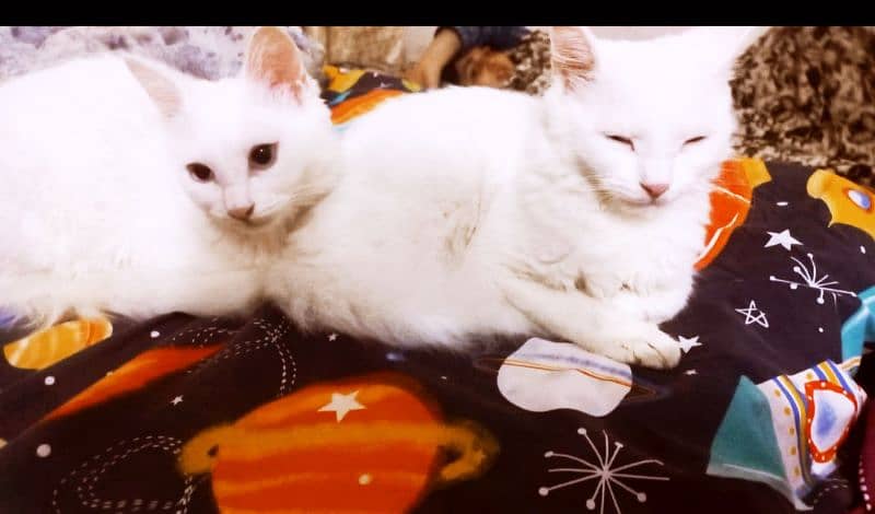 persian cat pair for sale 2