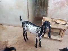 black makha chana female price 30 0