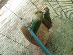 Color Colour lovebirds pair Color Colour lovebird pair