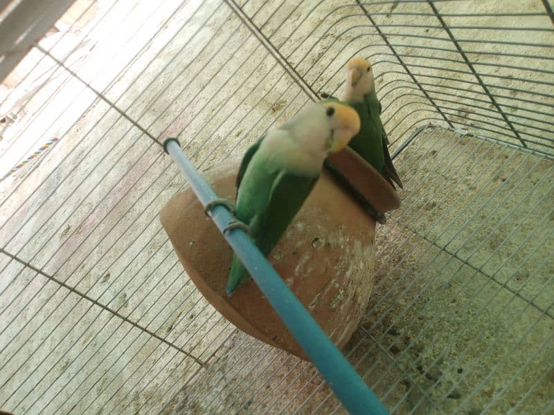 Color Colour lovebirds pair Color Colour lovebird pair 1