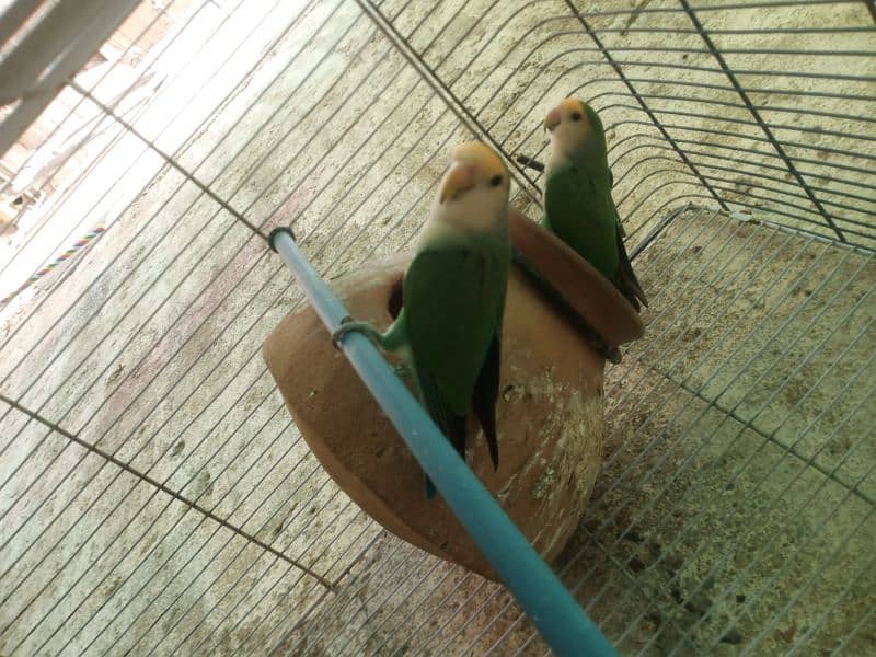 Color Colour lovebirds pair Color Colour lovebird pair 2