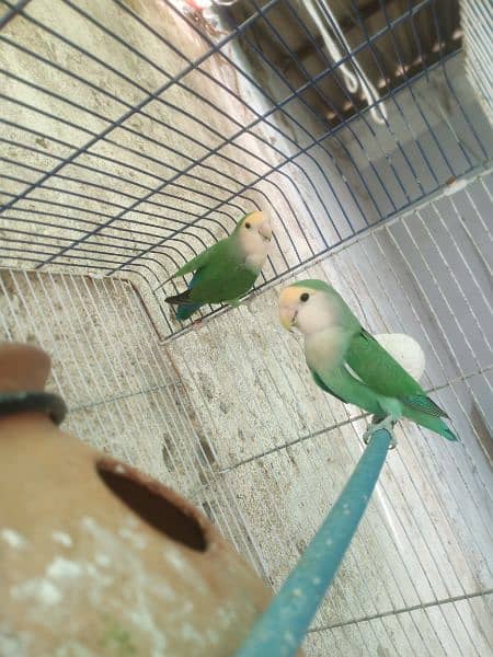 Color Colour lovebirds pair Color Colour lovebird pair 4