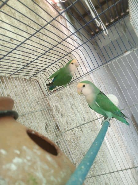 Color Colour lovebirds pair Color Colour lovebird pair 5