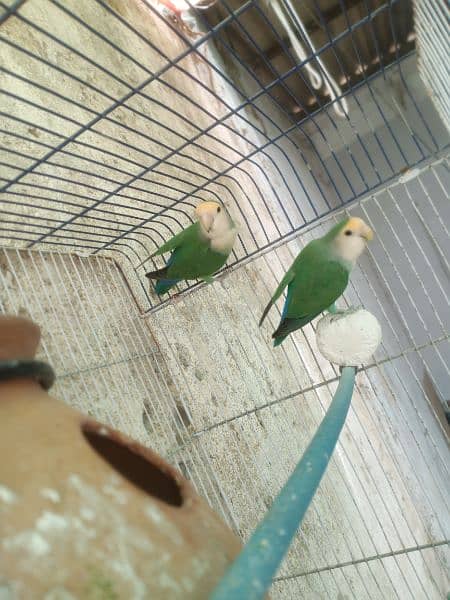 Color Colour lovebirds pair Color Colour lovebird pair 6