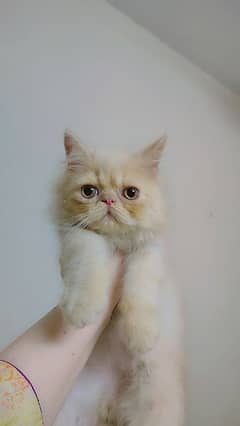 persian peke male kitten