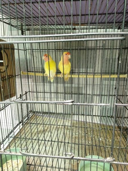 Home Breeder Pairs Lovebird 2