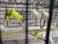 Love Birds & Budgies Parrots