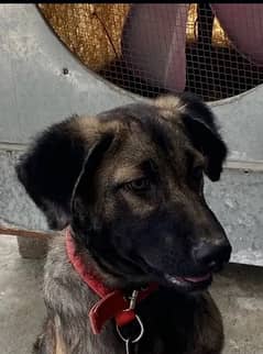 kangal dog