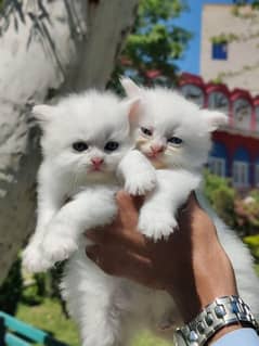 Persian kittens