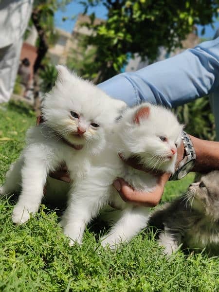 Persian kittens 1