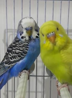 Australian parrots for sale