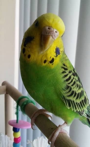 Australian parrots for sale 1