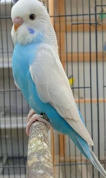 Australian parrots for sale 2