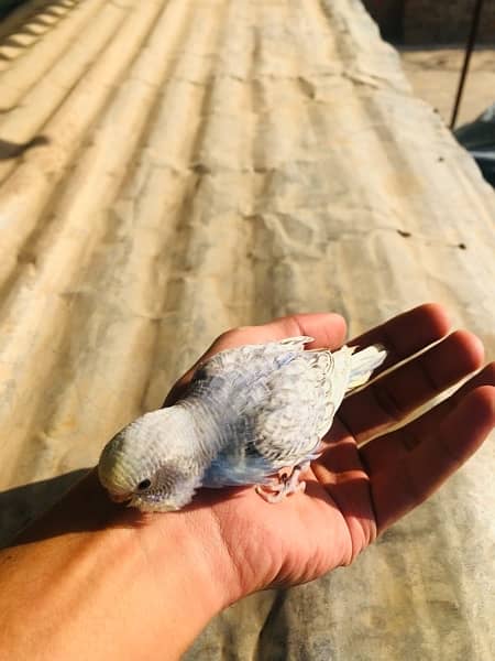 Australian parrots for sale 4