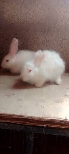 1 Pair Angora Rabbit Breader Age 1 Year