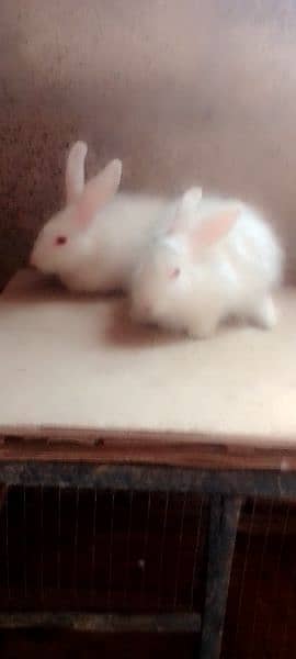 1 Pair Angora Rabbit Age 8 month 2