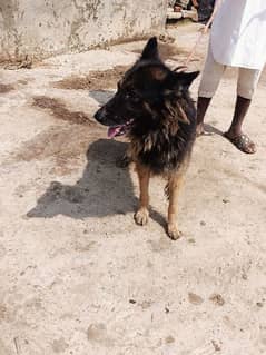 belgian shepherd female