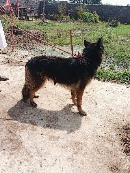 belgian shepherd female 2