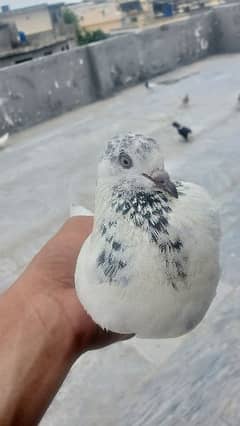 kabutar/pigeon for sale 0