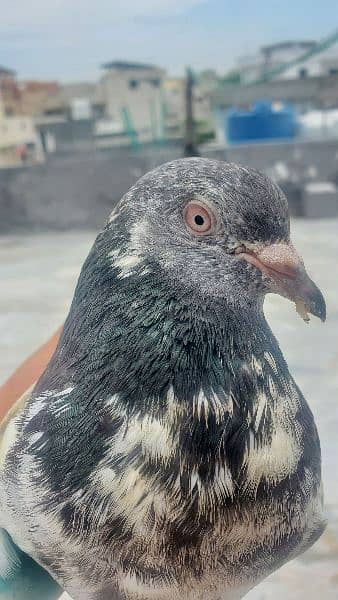 kabutar/pigeon for sale 4