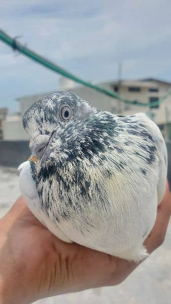 kabutar/pigeon for sale 8