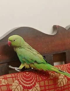 Green Parrot Tota