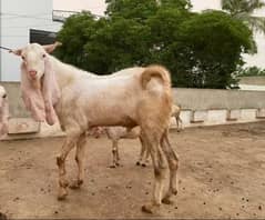 Gulabi big size breeder bakra