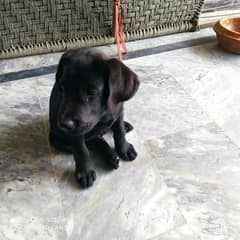 4 Months Old Male Dog For Sale