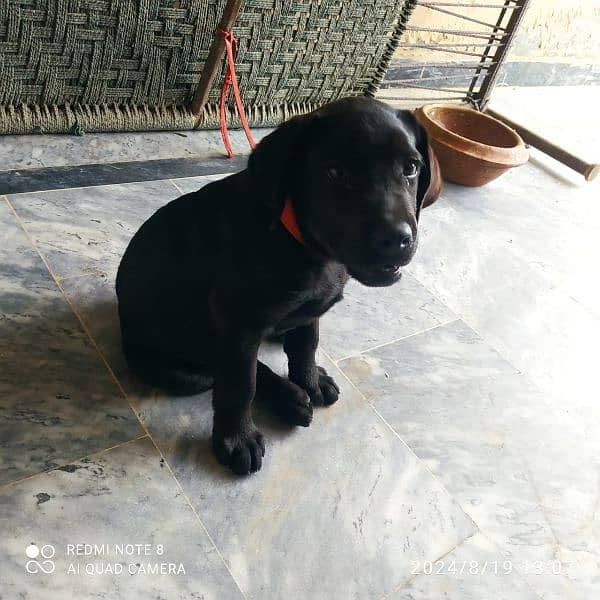 4 Months Old Male Dog For Sale 1