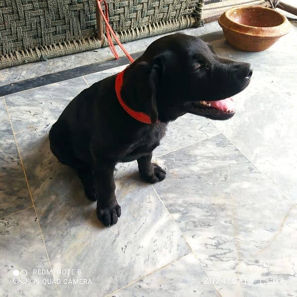 4 Months Old Male Dog For Sale 2