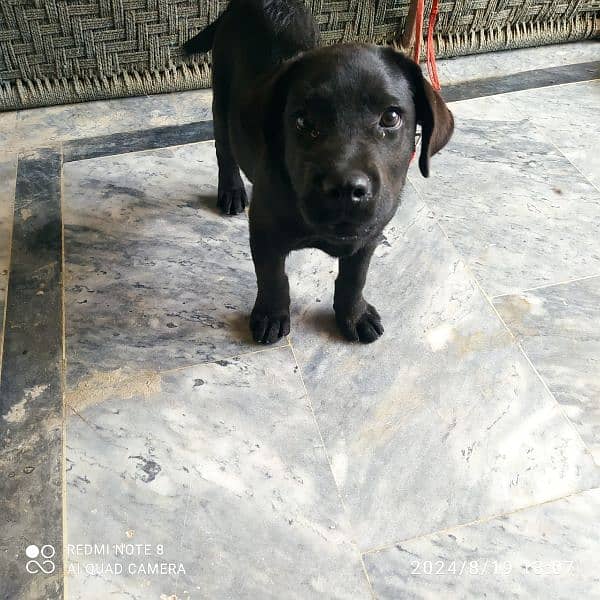 4 Months Old Male Dog For Sale 4