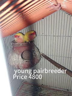 Love birds pair for sale