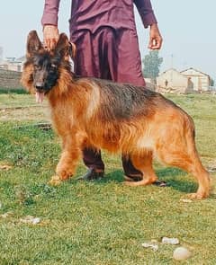 German shepherd proper long coat confirm breader female for sale