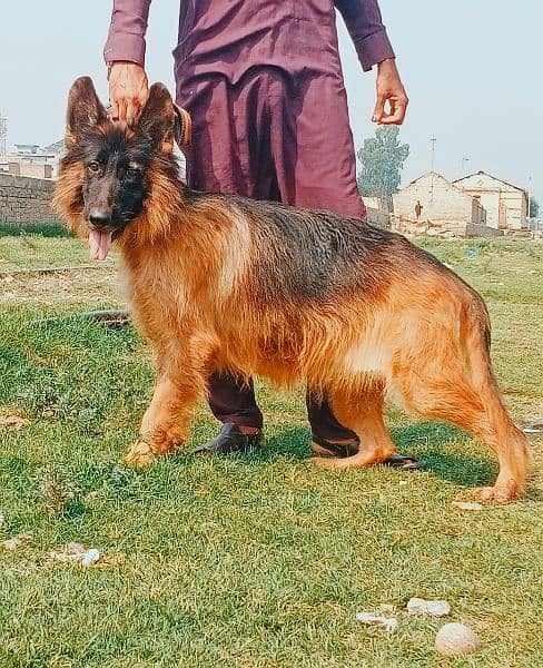 German shepherd proper long coat confirm breader female for sale 0