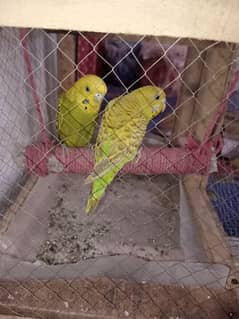 Australian parrot pair with cage