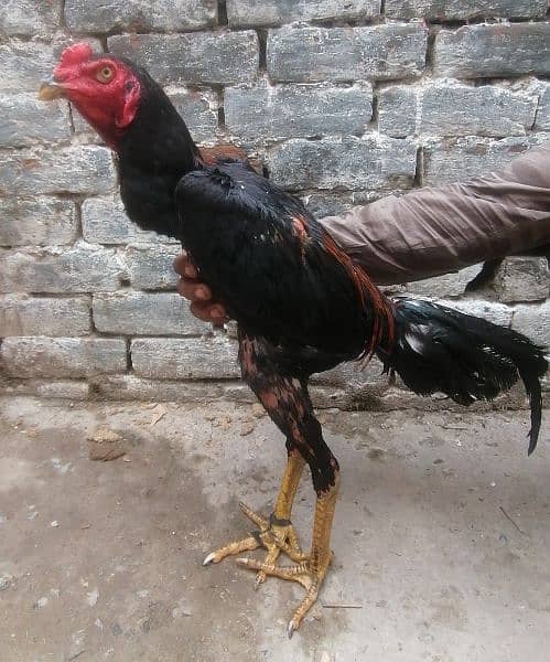 thai aseel | murga | aseel for sale | pure aseel hen | pokey/pakoya 4