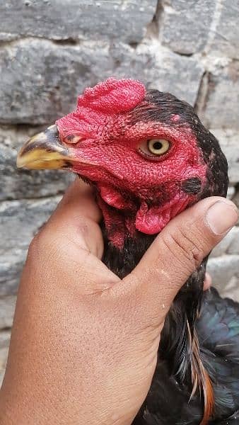 thai aseel | murga | aseel for sale | pure aseel hen | pokey/pakoya 8