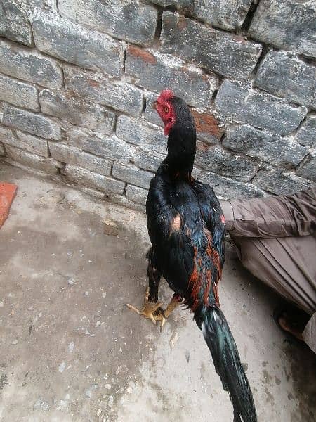 thai aseel | murga | aseel for sale | pure aseel hen | pokey/pakoya 9