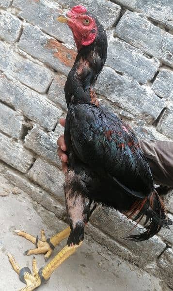 thai aseel | murga | aseel for sale | pure aseel hen | pokey/pakoya 10