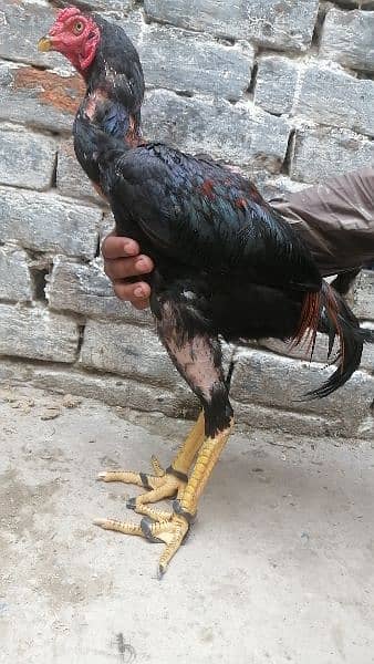 thai aseel | murga | aseel for sale | pure aseel hen | pokey/pakoya 16