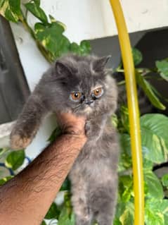 Persian grey female kitten available for sale