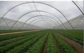 Agriculturist for Tunnel Farming