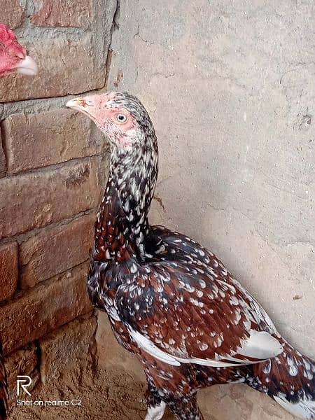 3 piece for sale Aseel mainwali male female 3 7