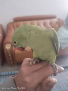 ringneck 05 month Ka hai