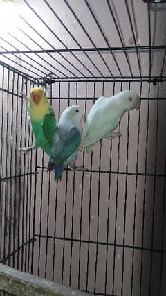 Lovebirds