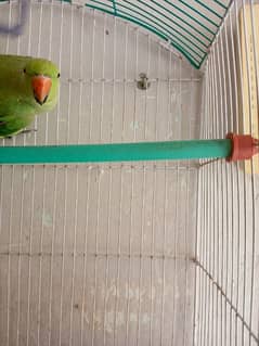 green parrot