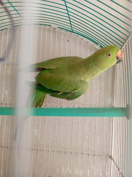 green parrot 1